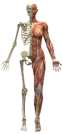 Skeleton Graphic